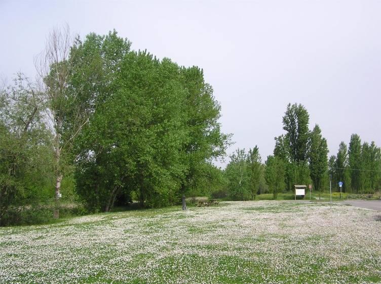 Wetlands of the Rhine River