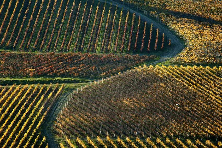 Azienda Agricola Cà Bruciata