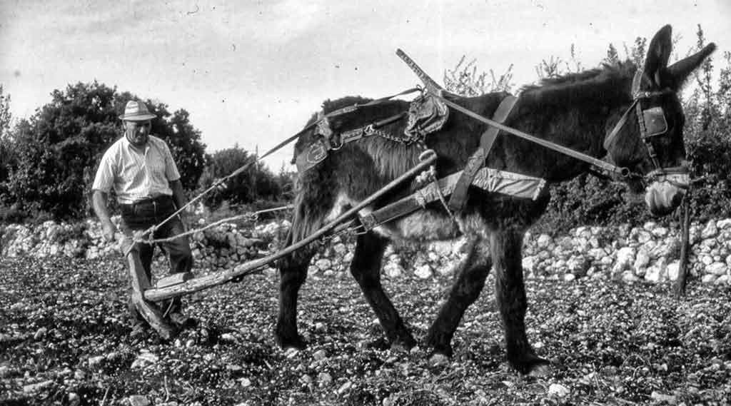 Museo di Storia dell' Agricoltura e della Pastorizia