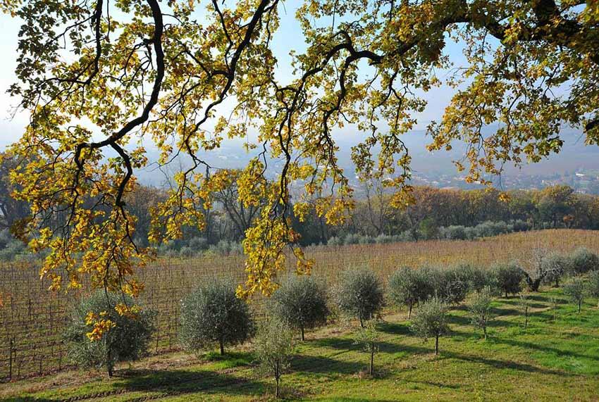 Redoro Srl - Frantoi Veneti