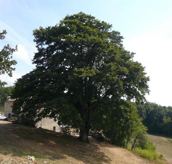 La Grande Quercia