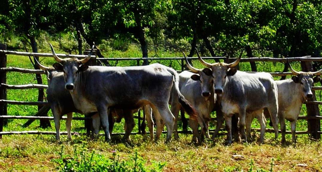 Agriturismo Fattoria il Casalone