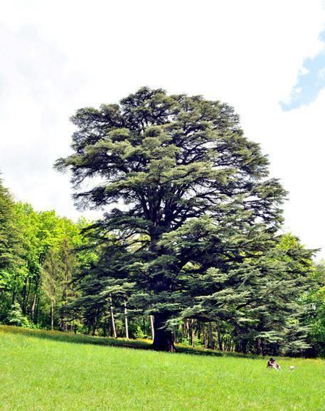 Cedro nel Parco Ducale