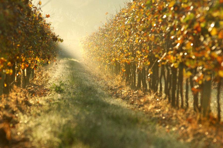 Assoc. Strada del Vino Franciacorta