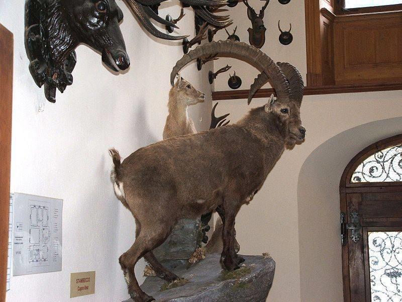 Museo regionale della fauna alpina Beck-Peccoz