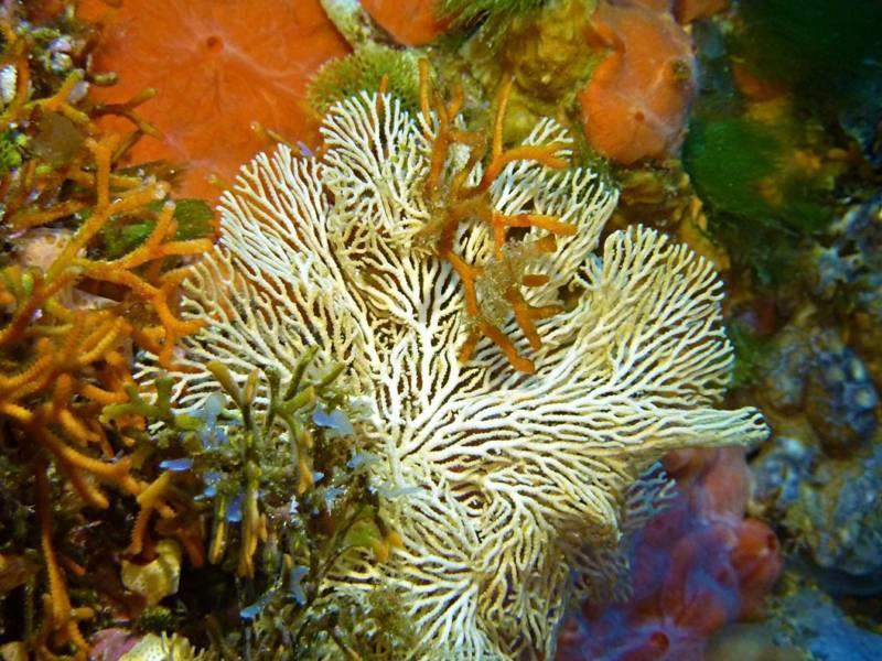 Taglio di Scauri e Punta Tre Pietre