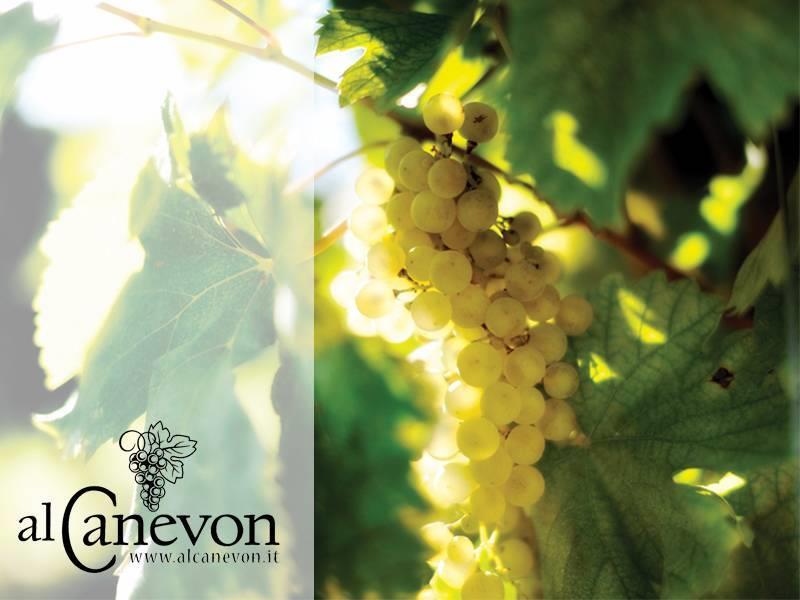 Al Canevon Az. Agr.