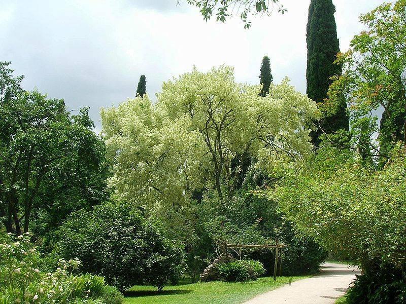 Oasi di Ninfa