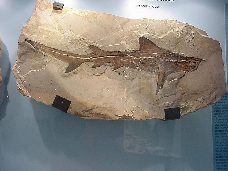 Museo Civico Etnografico 