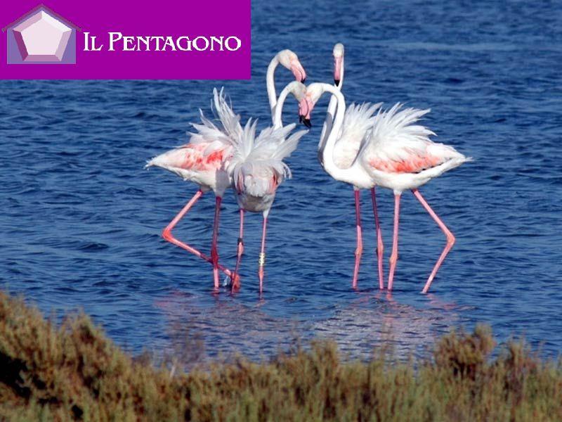 Il Pentagono di Luciani Stefania