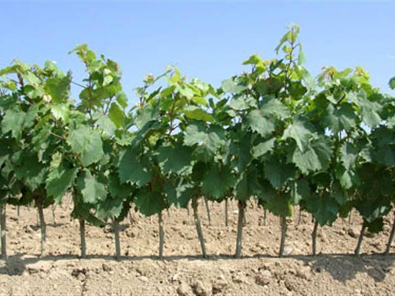 Azienda Agricola Vicentini Carlino