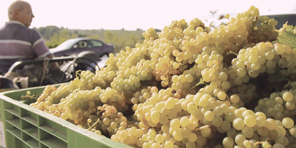 Del Casale Sergio Azienda Vitivinicola