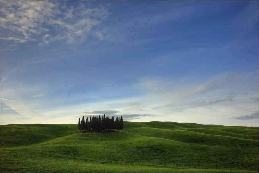 Bosco di cipressi