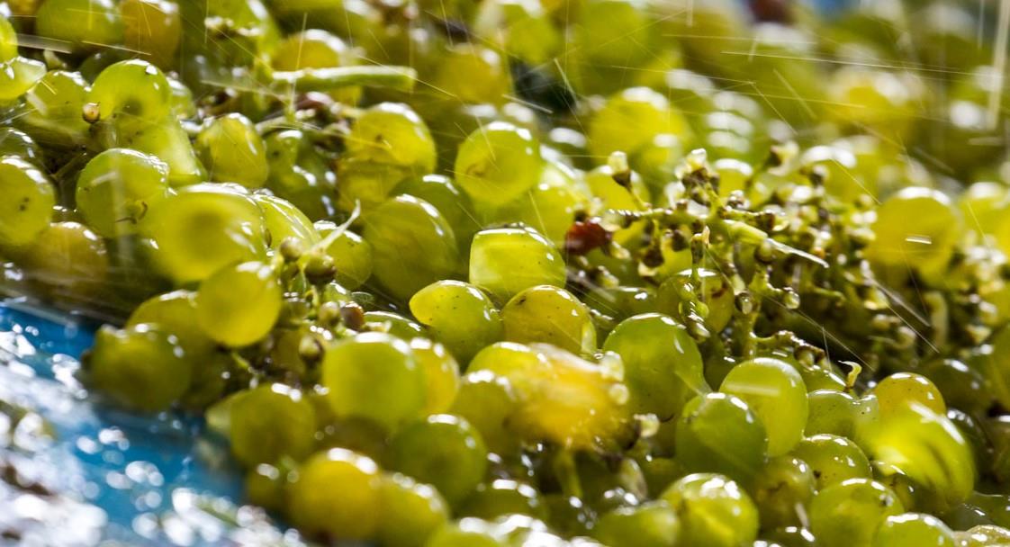 LA viarte Azienda Agricola