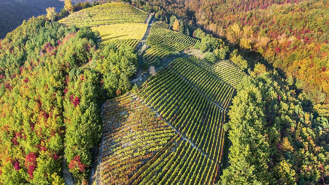 Azienda Vitivinicola Borgo Moncalvo