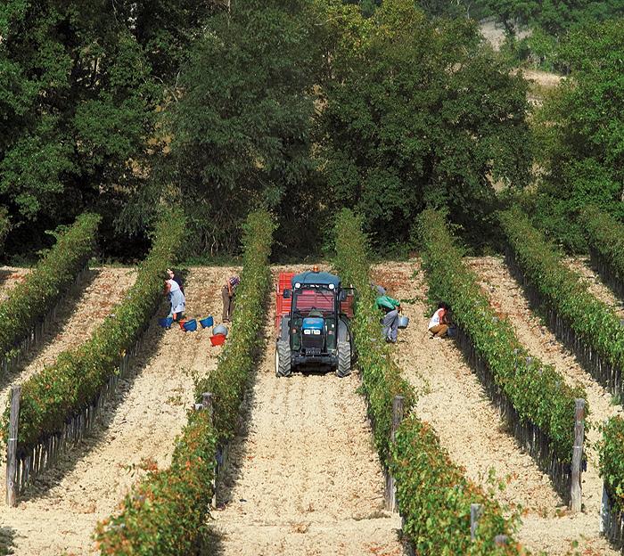 Azienda Agricola La Fortuna Di Gioberto Zannoni