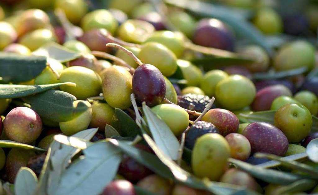 Oleificio La goccia d'olio