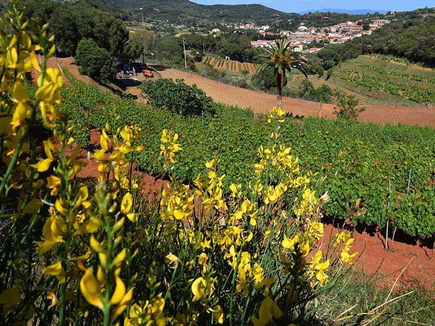 Azienda Agricola Arrighi