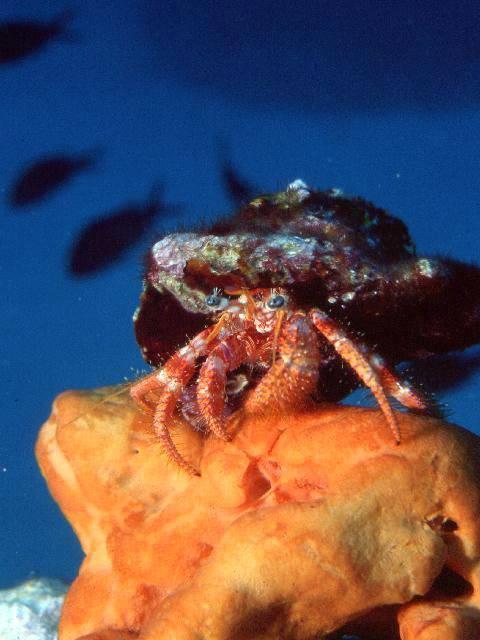 N&S Diving