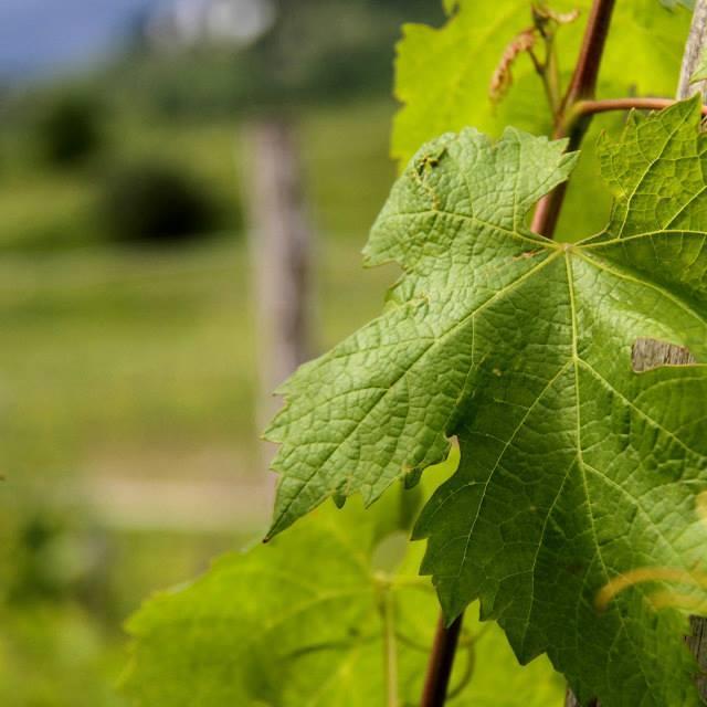 Azienda Agricola Paolo Caccese