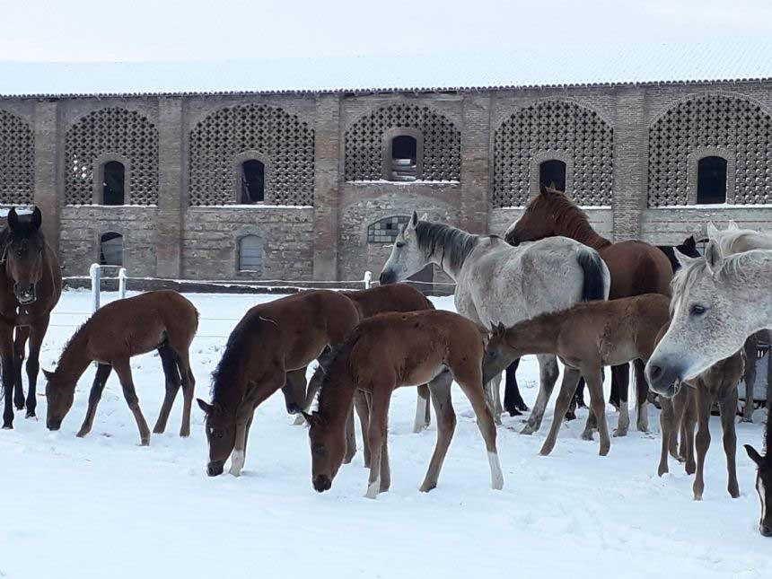 La Bosana Societa' Semplice Agricola