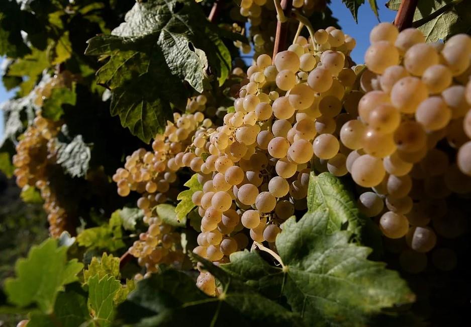 Cantine Montalbano Soc.Coop. Agricola