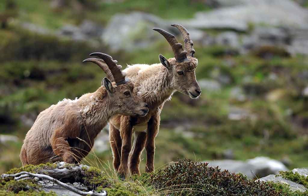 Parco Nazionale Gran Paradiso