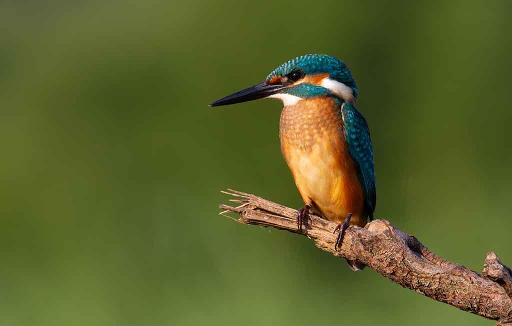 Vallette di Ostellato - Oasi del Parco del Delta