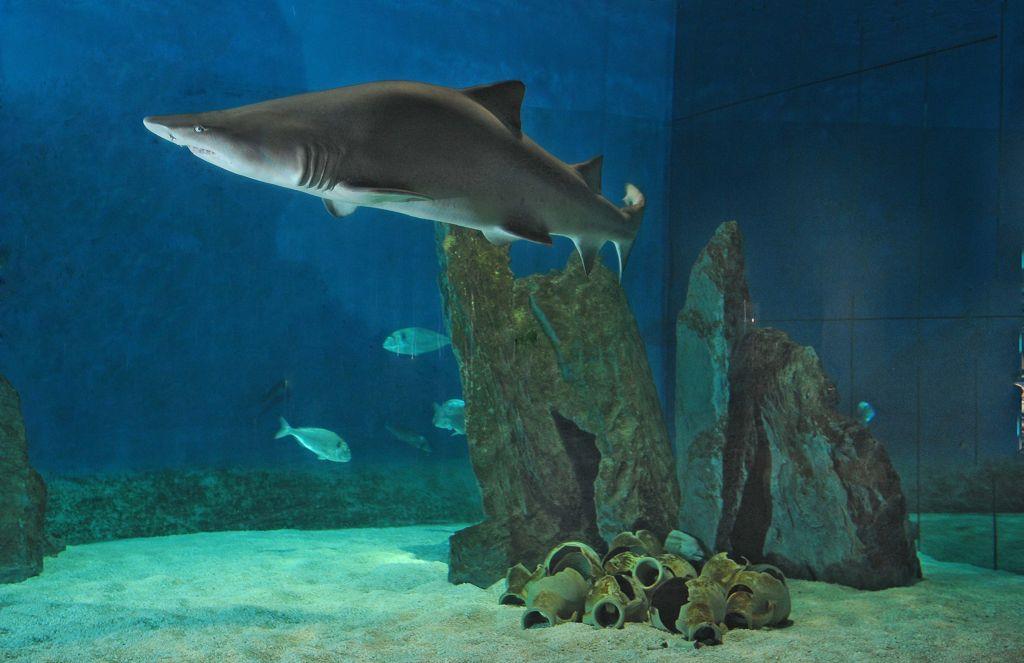 Acquario di Genova