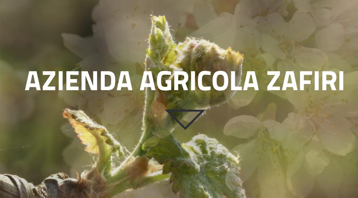 azienda agricola vitivinicola Zafiri
