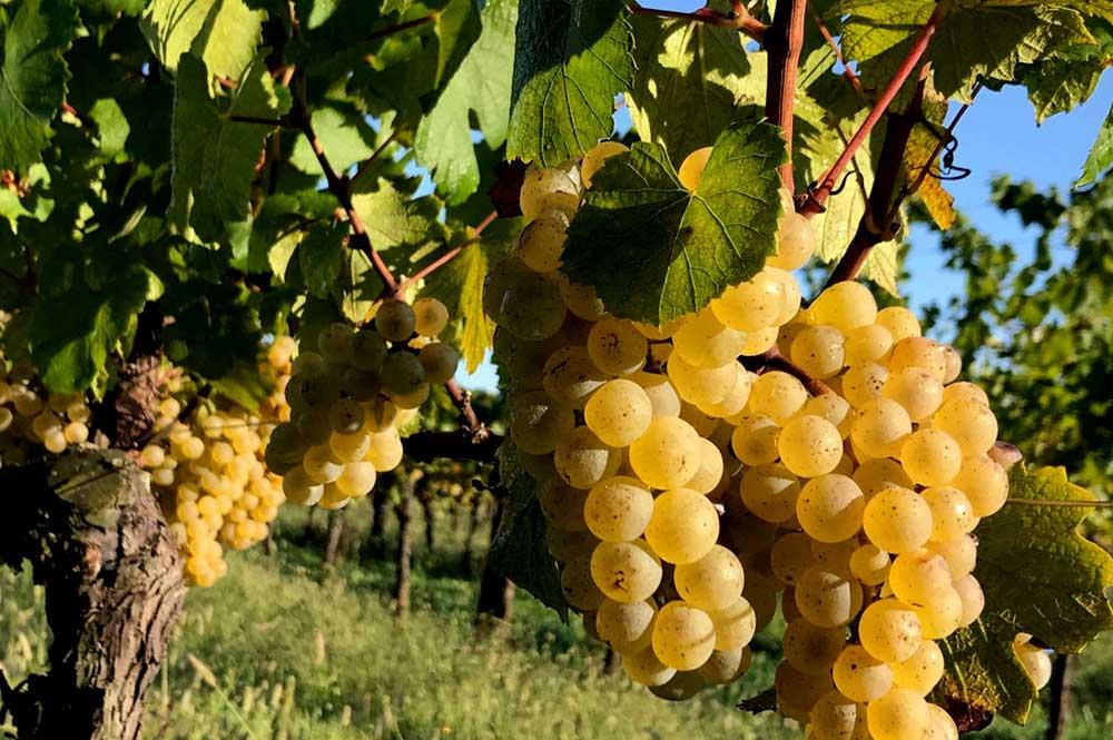 Azienda Agricola Colle Villano Di Bertossi Bruno