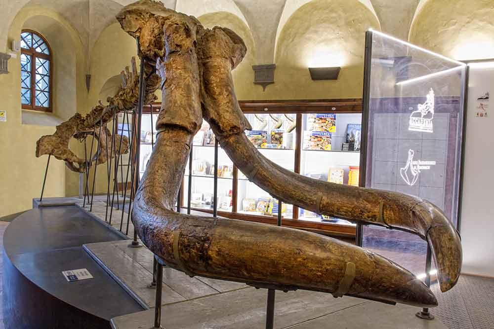 Museo Paleontologico dell'Accademia Valdarnese del Poggio