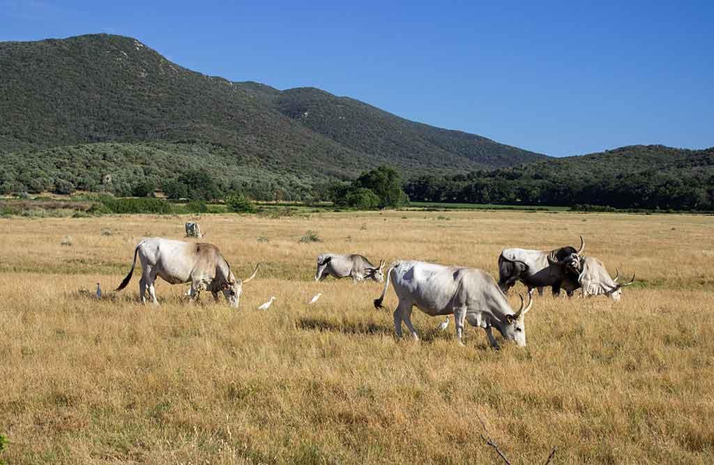 Parco dell Uccellina