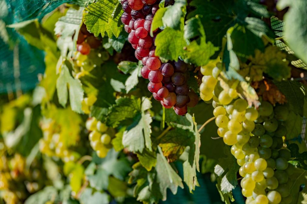 Azienda Agricola Albana La Torre 