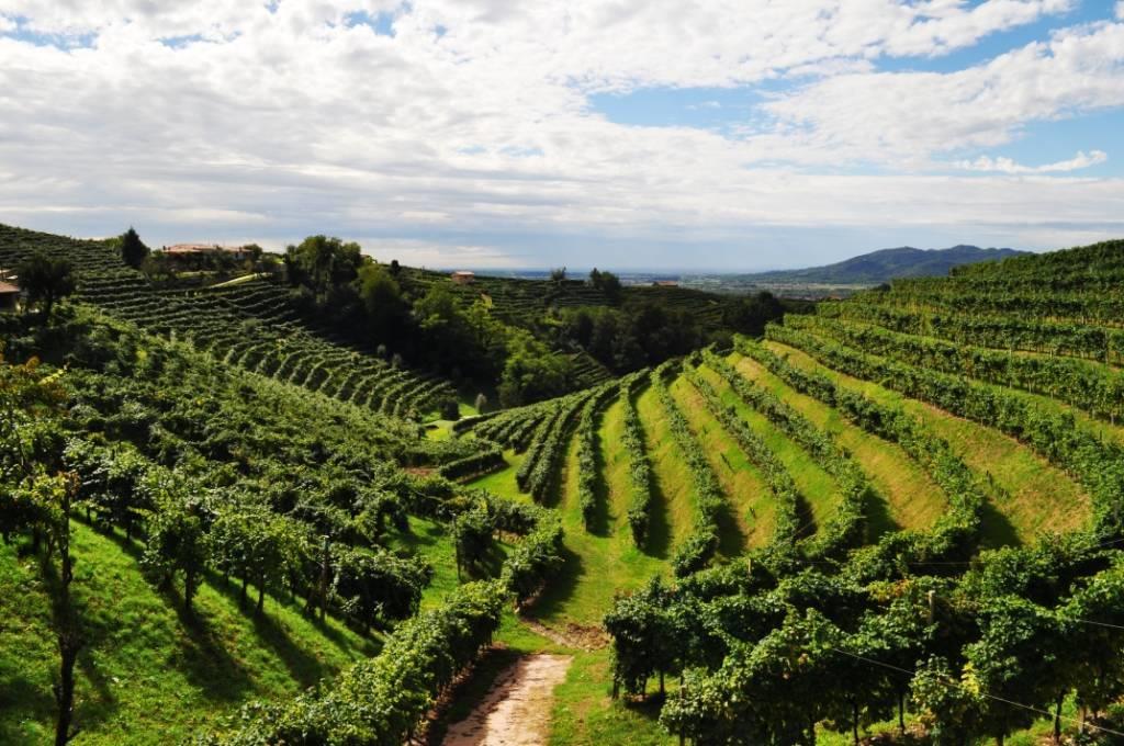 Azienda Agricola Tanore' S.S.