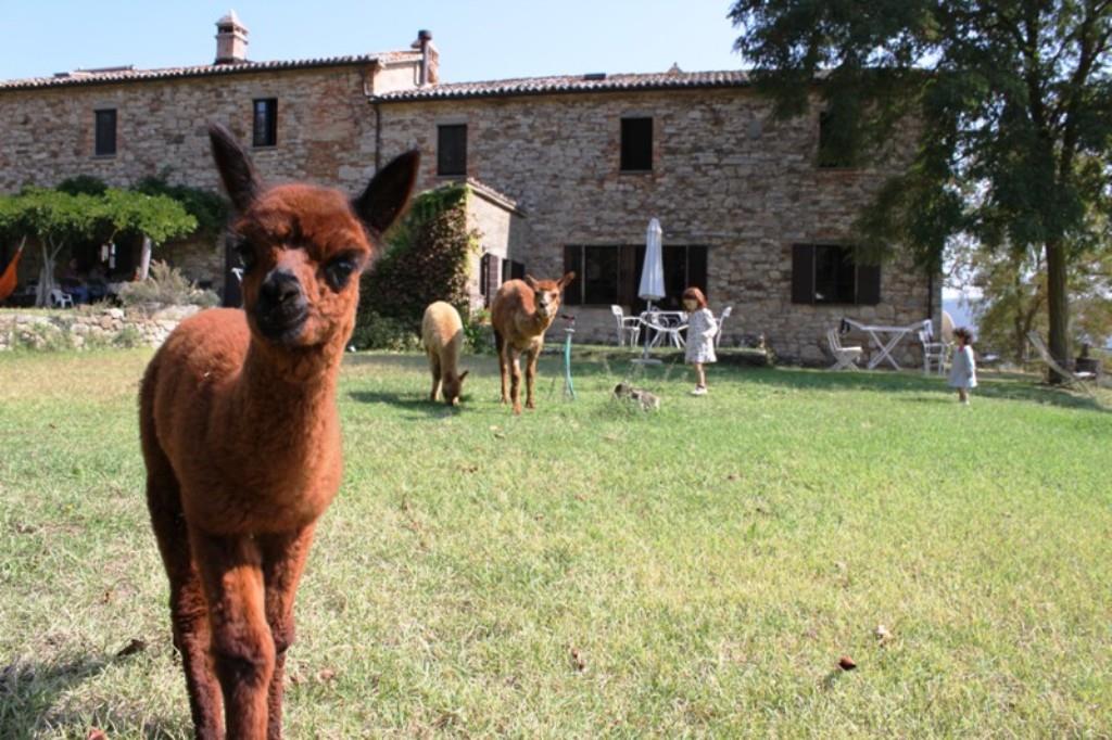 MARIDIANA ALPACA COUNTRY HOUSES