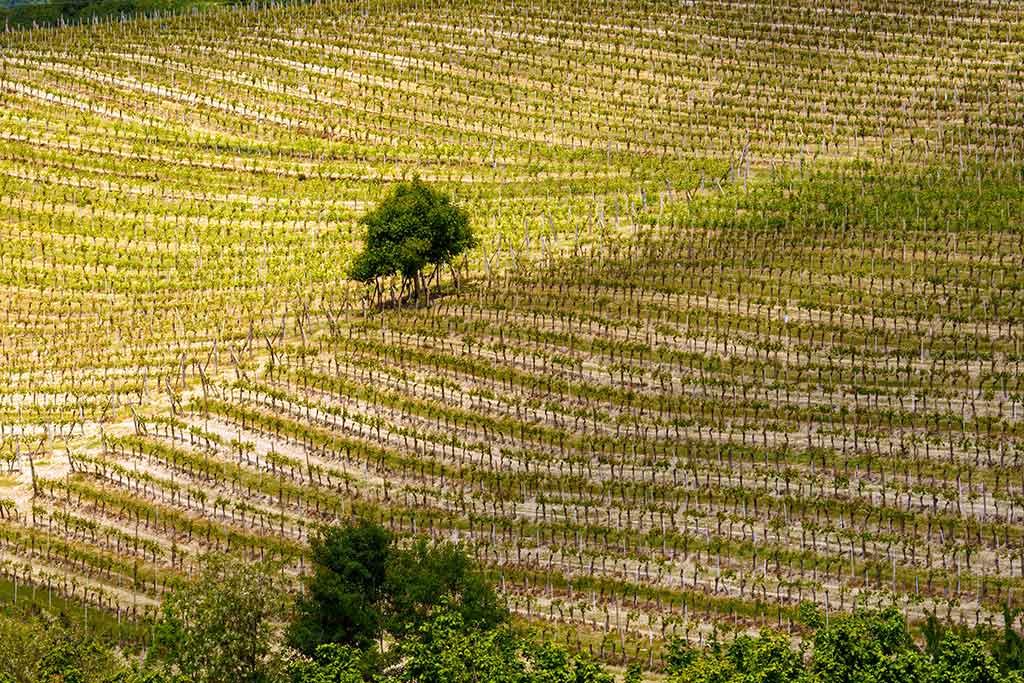 Itinerario Schelliniano