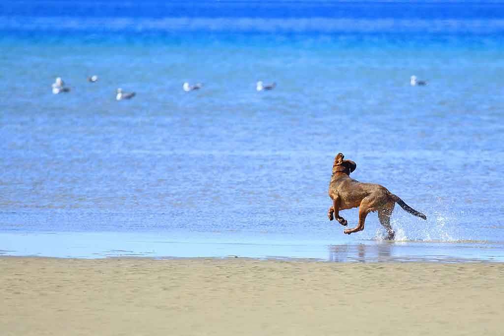 Lungo Mare