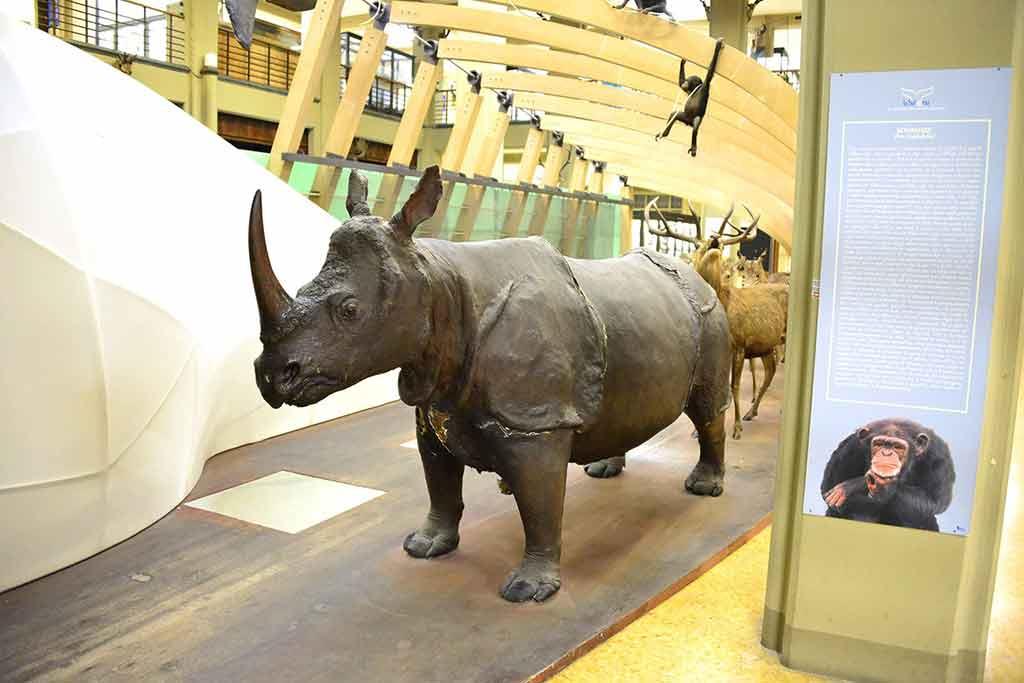 Museo di Zoologia