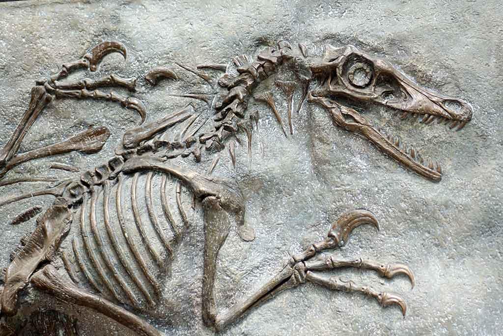 Museo Geo-Paleontologico