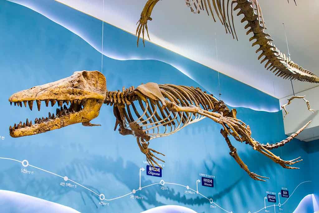 Museo Paleontologico