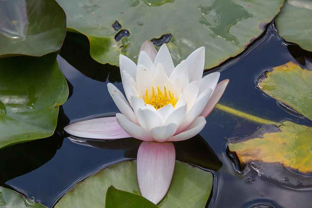 Orto Botanico