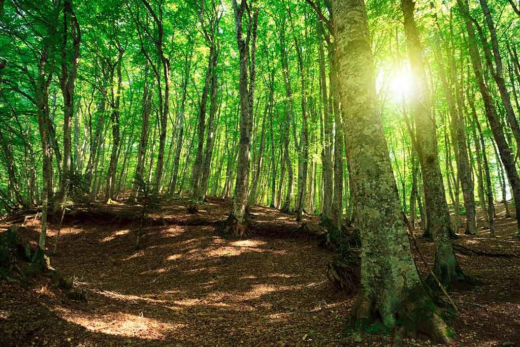 Parco Nazionale dell' Aspromonte