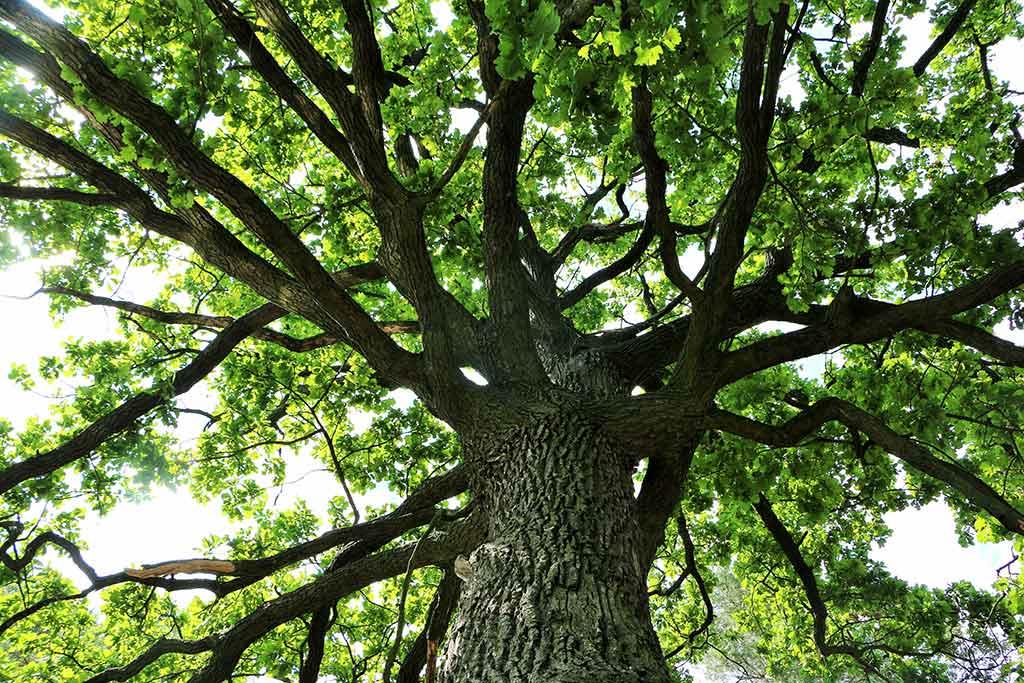 Quercia di Marcetelli