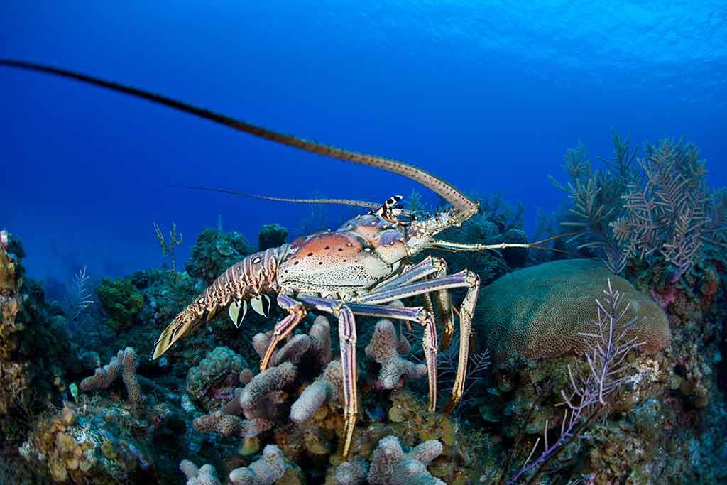 Scoglio Fino