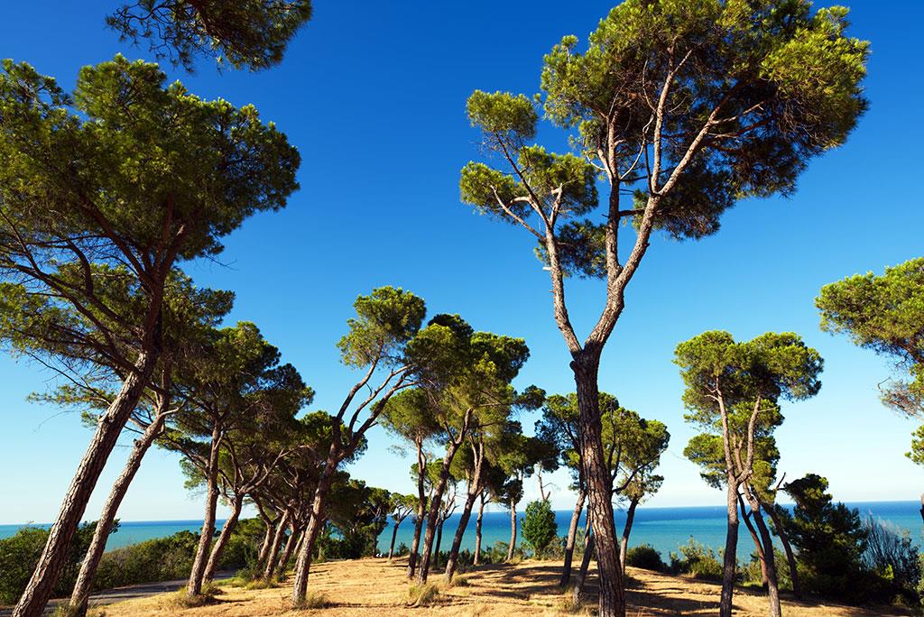Pineta