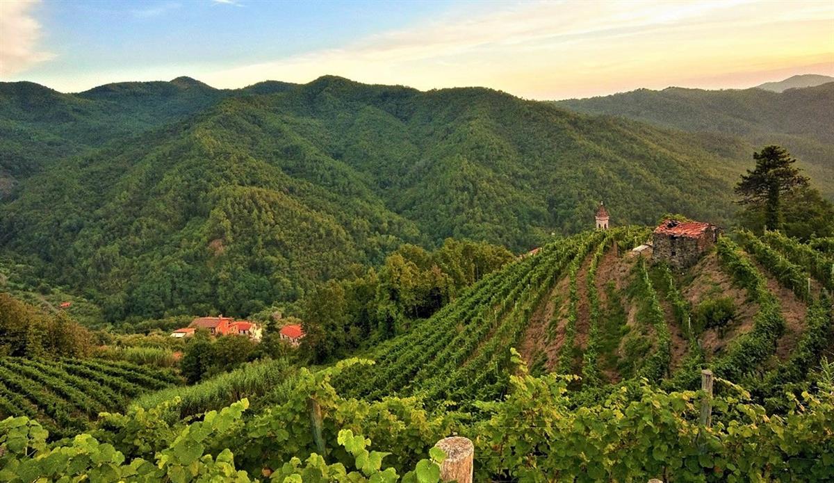 Azienda Agricola Pino Gino 