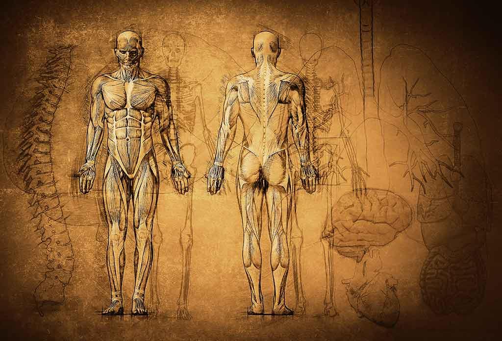 Museo dell'Istituto di Anatomia Umana Normale