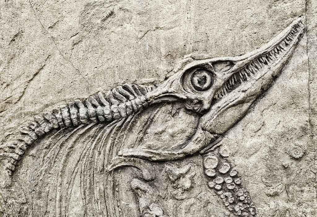 Museo Paleontologico Parmense