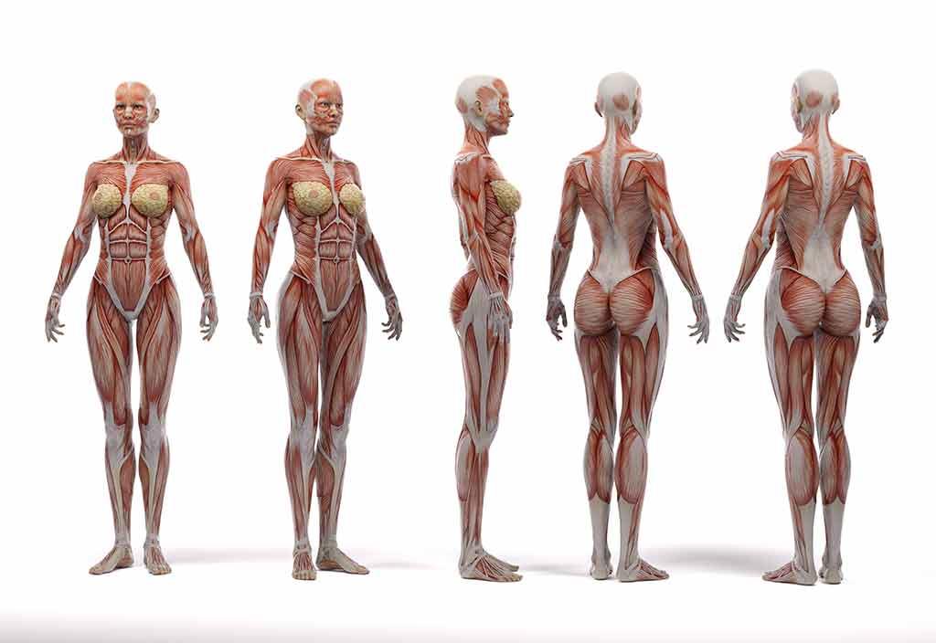 Museo Anatomico 